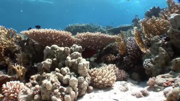 Риф из различных кораллов под водой Красное море . — стоковое видео