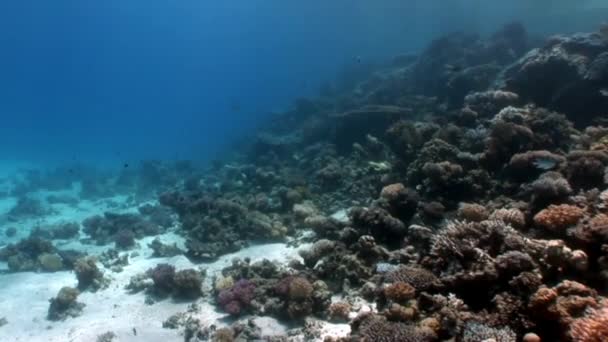 Arrecife de varios corales bajo el agua Mar Rojo . — Vídeos de Stock