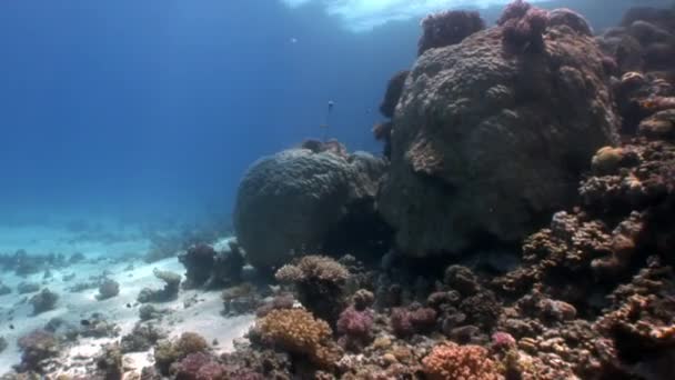 Reef of various corals underwater Red sea. — Stock Video