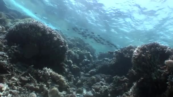 Revet i olika koraller undervattens Röda havet. — Stockvideo