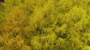 Orman parlak turuncu sarı kırmızı renk hava görünümü helikopter uçak Rusya.