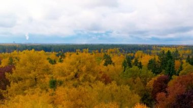 Sonbahar orman parlak turuncu sarı kırmızı renk havadan görünümü helikopter uçak Rusya.