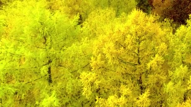 Осінній ліс падіння яскраво-жовтого кольору повітря пташиного польоту безпілотний вертоліт в Росії. — стокове відео