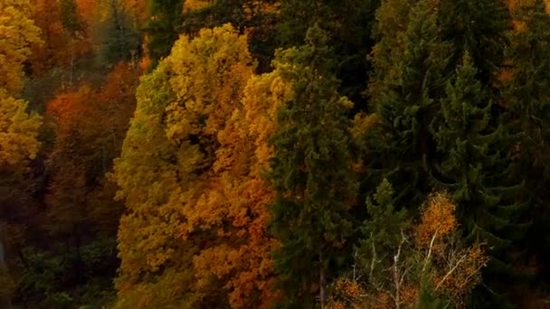 Őszi erdőben világos narancssárga piros színű légifelvételek helikopter drone Oroszországban. — Stock videók