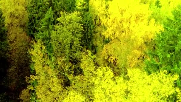 Autumn forest fall bright yellow color air aerial view copter drone in Russia. — Stock Video
