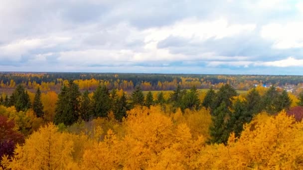 Wald fallen hell orange gelb rot Farbe Luft Luftaufnahme Hubschrauber Drohne. — Stockvideo