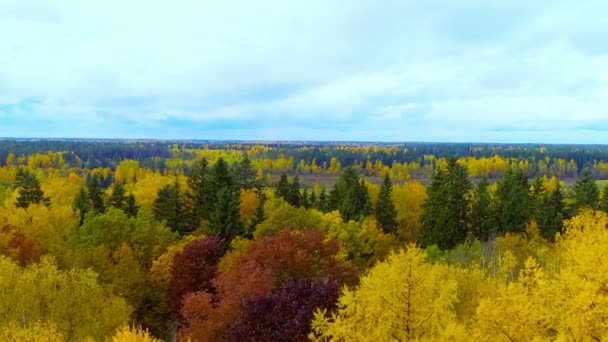 Forêt automne orange vif jaune rouge couleur air vue aérienne copter drone . — Video
