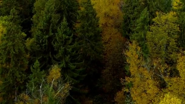 Floresta cair laranja brilhante amarelo vermelho cor ar ar vista helicóptero drone . — Vídeo de Stock