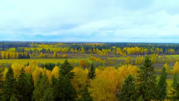 Δάσος πτώση φωτεινό πορτοκαλί κίτρινο κόκκινο χρώμα αέρα Αεροφωτογραφία copter κηφήνας. — Αρχείο Βίντεο