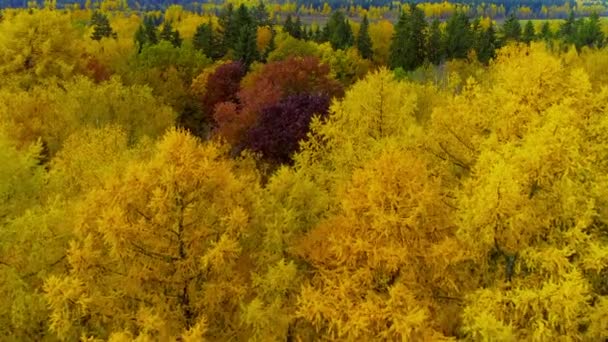 Δάσος στο Φθινόπωρο σεζόν φωτεινό πορτοκαλί κίτρινο κόκκινο χρώμα αέρα θέα copter κηφήνας. — Αρχείο Βίντεο