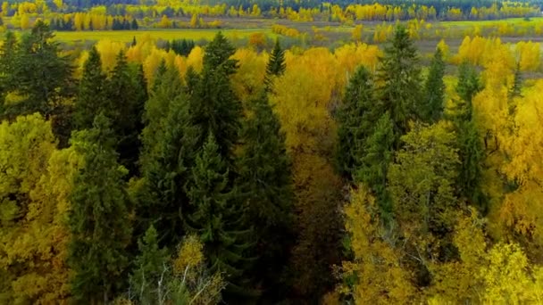 Őszi erdő esik fényes narancssárga piros színű air megtekintése helikopter drone. — Stock videók