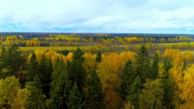 Sonbahar orman parlak turuncu sarı kırmızı renk hava görünümü helikopter uçak düşmek.