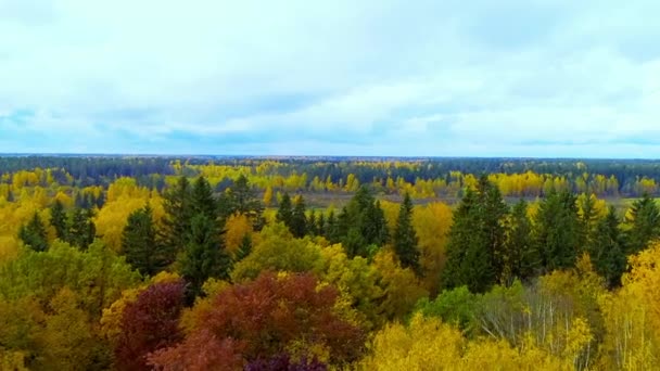 Φθινόπωρο δάσος πορτοκαλί κίτρινο κόκκινο χρώμα Αεροφωτογραφία copter drone στη Ρωσία. — Αρχείο Βίντεο