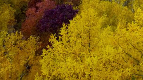 Herfst bos oranje geel rood luchtfoto copter drone in Rusland. — Stockvideo