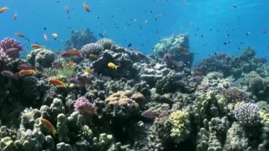 Mercan kayalığı manzara su altında arka plan üzerinde renkli balık sürüsü.