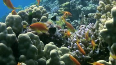 Mercan kayalığı manzara su altında arka plan üzerinde renkli balık sürüsü.