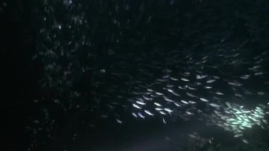 Gece suyun altında altındaki arka plan üzerinde balık sürüsü.