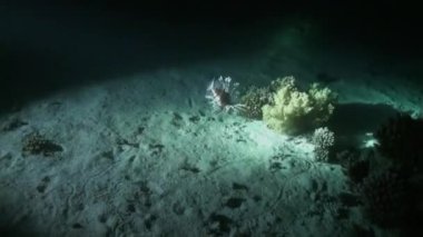 Scuba diver gece suyun altında altındaki arka plan üzerinde el feneri ile.