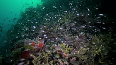 Akşam karanlığında resifteki cam balık sürüsü..