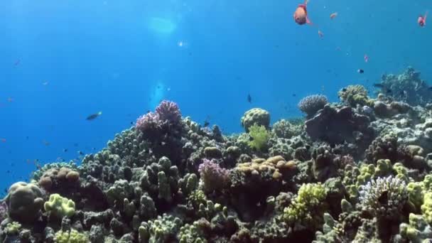 水中のサンゴ礁風景の背景にカラフルな魚の群れ. — ストック動画
