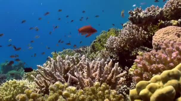 水中のサンゴ礁風景の背景にカラフルな魚の群れ. — ストック動画