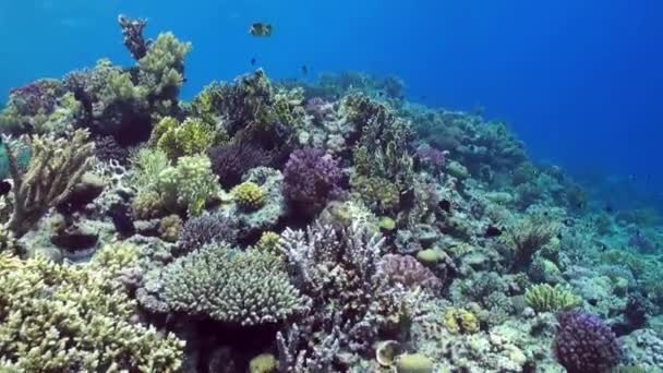 Schwarm bunter Fische vor dem Hintergrund der Korallenrifflandschaft unter Wasser. — Stockvideo