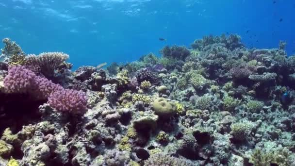 School van kleurrijke vissen op achtergrond van koraalrif landschap onderwater. — Stockvideo