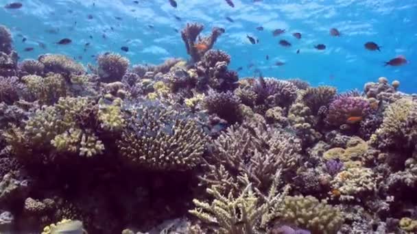 Schwarm bunter Fische vor dem Hintergrund der Korallenrifflandschaft unter Wasser. — Stockvideo