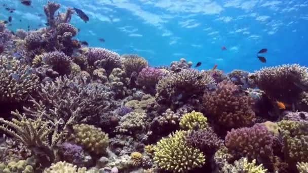 수 중 산호초 풍경의 배경에 다채로운 물고기의 학교. — 비디오