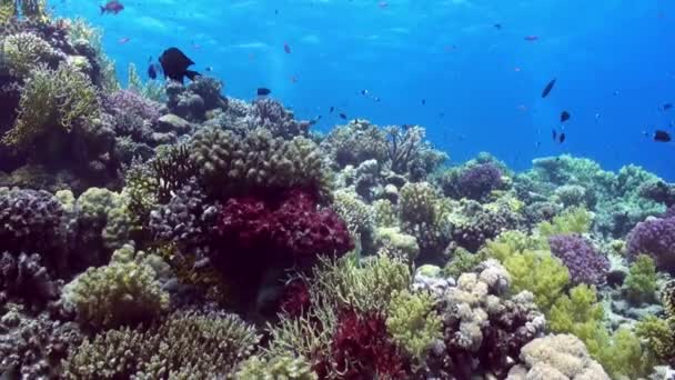 Schwarm bunter Fische vor dem Hintergrund der Korallenrifflandschaft unter Wasser. — Stockvideo