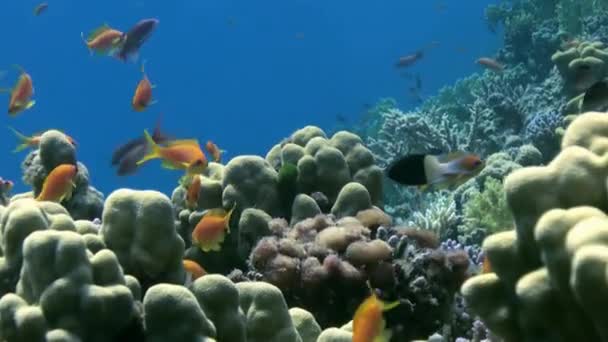 School of colorful fish on background of coral reef landscape underwater. — Stock Video