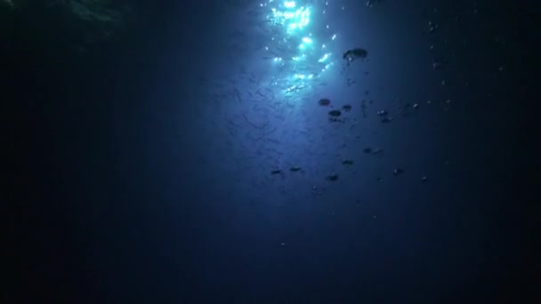 Дайвер с фонариком на фоне дна ночью под водой . — стоковое видео