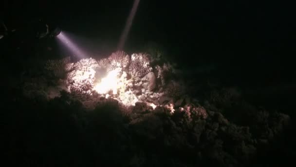 Plongeur sous-marin avec lampe de poche sur le fond de fond la nuit sous l'eau . — Video