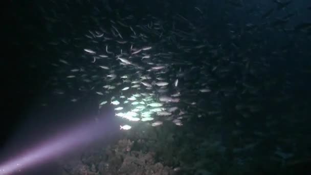 夜間水中下の背景に魚の群れ. — ストック動画