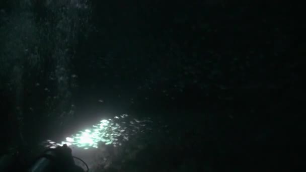 Scuola di pesce su sfondo di fondo di notte sott'acqua . — Video Stock