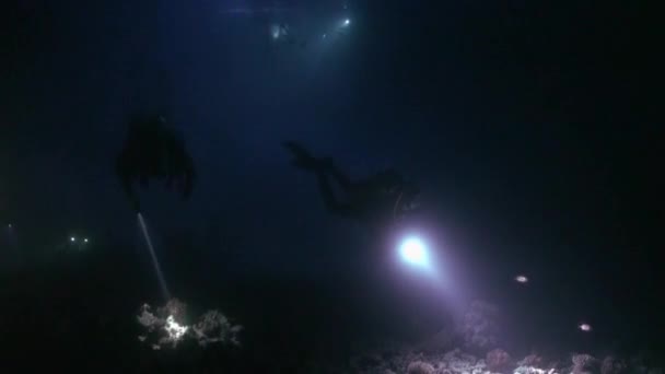 Immersione subacquea con torcia sullo sfondo del fondo durante la notte subacquea . — Video Stock