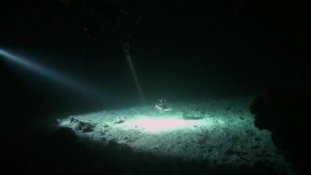 Scuba diver with flashlight on background of bottom at night underwater. — Stock Video
