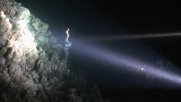 Buceador con linterna sobre fondo de fondo por la noche bajo el agua . — Vídeos de Stock