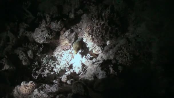 Plongeur sous-marin avec lampe de poche sur le fond de fond la nuit sous l'eau . — Video