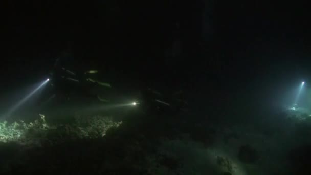 Scuba diver gece suyun altında altındaki arka plan üzerinde el feneri ile. — Stok video