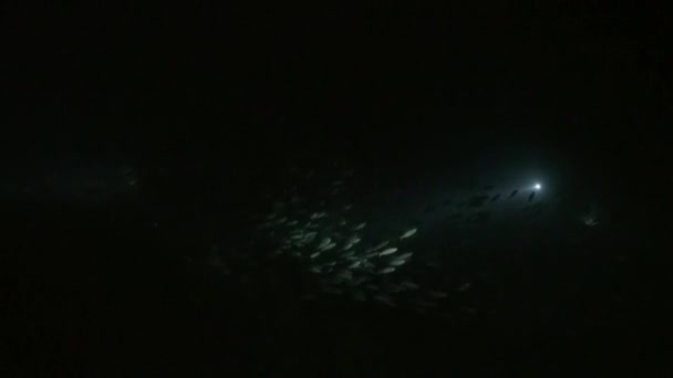 Scuola di pesce su sfondo di fondo di notte sott'acqua . — Video Stock