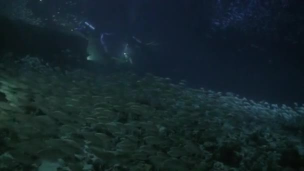 Σχολείο των ψαριών σε φόντο από κάτω το βράδυ υποβρύχια. — Αρχείο Βίντεο
