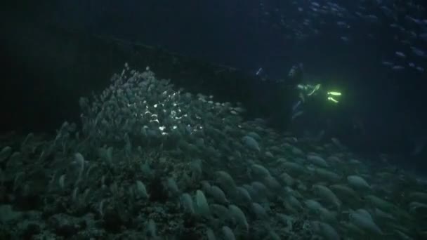 Fischschwärme auf dem Grund des Meeresbodens bei Nacht unter Wasser. — Stockvideo