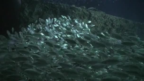 Fischschwärme auf dem Grund des Meeresbodens bei Nacht unter Wasser. — Stockvideo