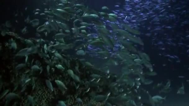 Escuela de peces sobre fondo de fondo en la noche bajo el agua . — Vídeo de stock