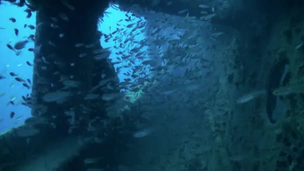 Schiffbruch unter Wasser im Roten Meer Ägypten. — Stockvideo