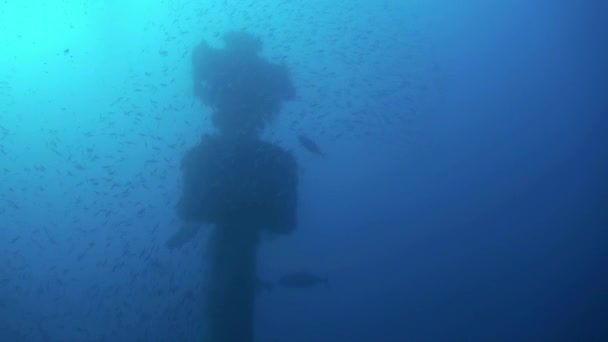 Wrak statku pod wodą na tle szkoły zupa rybna w Morze Czerwone Egipt. — Wideo stockowe