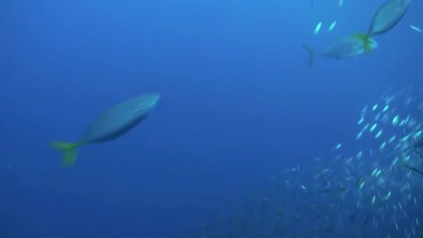 Skeppsbrott under vattnet på bakgrund av skola av fisksoppa i Röda havet-Egypten. — Stockvideo