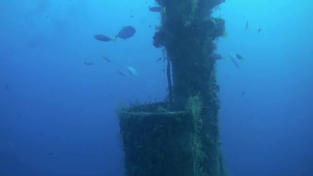 Schiffbruch unter Wasser vor dem Hintergrund einer Fischsuppenschule im Roten Meer in Ägypten. — Stockvideo