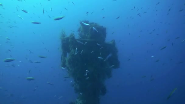 Schiffbruch unter Wasser vor dem Hintergrund einer Fischsuppenschule im Roten Meer in Ägypten. — Stockvideo